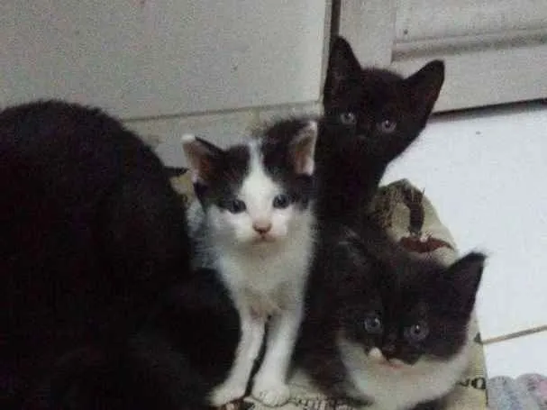 Gato ra a  idade Abaixo de 2 meses nome Peludinhos