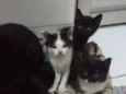Peludinhos
