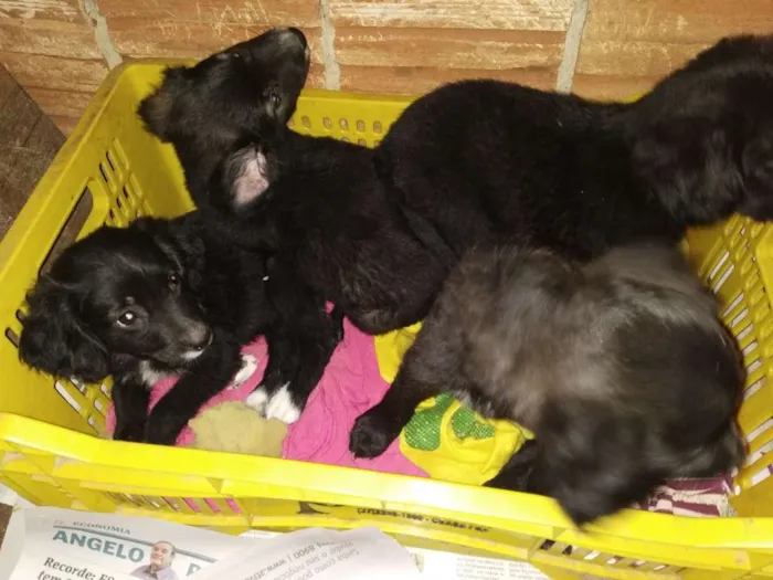 Cachorro raça SRD idade 2 a 6 meses nome A definir