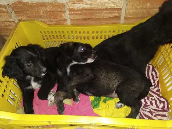 Cachorro raça SRD idade 2 a 6 meses nome A definir
