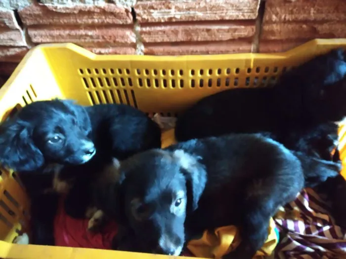 Cachorro raça SRD idade 2 a 6 meses nome A definir