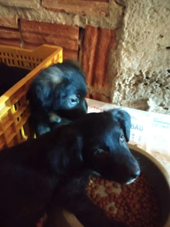 Cachorro raça SRD idade 2 a 6 meses nome A definir