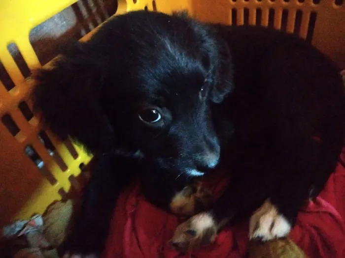 Cachorro raça SRD idade 2 a 6 meses nome A definir
