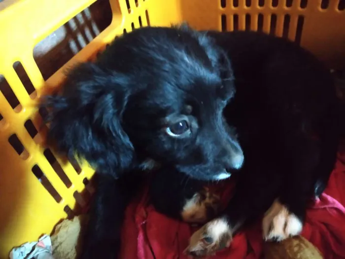 Cachorro raça SRD idade 2 a 6 meses nome A definir