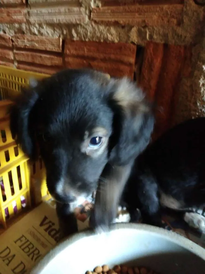 Cachorro raça SRD idade 2 a 6 meses nome A definir