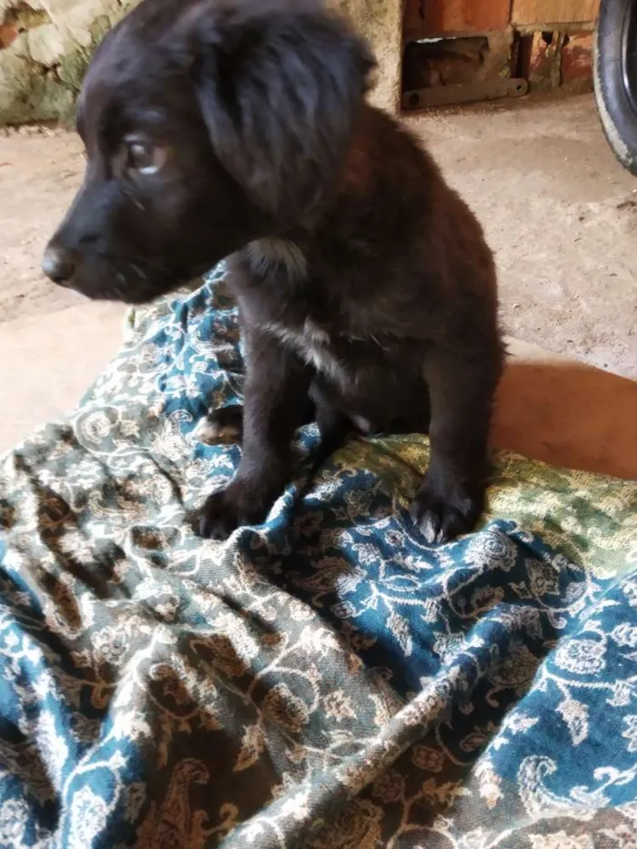 Cachorro raça SRD idade 2 a 6 meses nome A definir