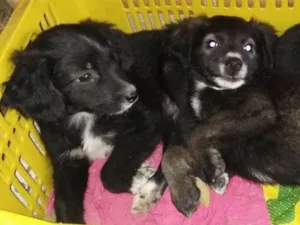 Cachorro raça SRD idade 2 a 6 meses nome A definir