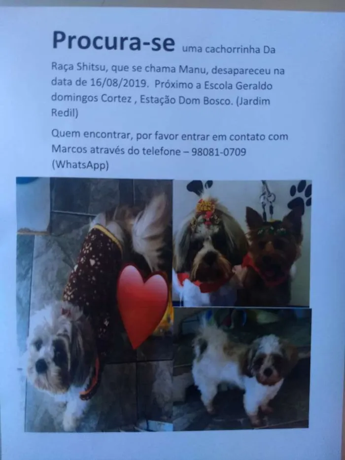 Cachorro ra a Shitzu idade 2 anos nome Manu