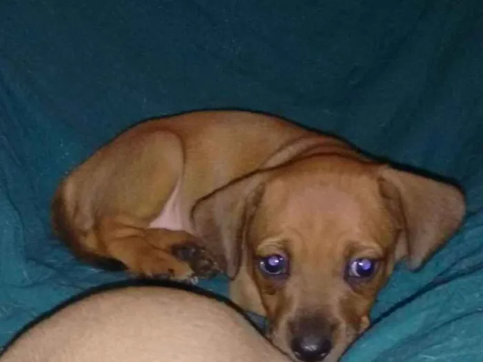 Cachorro ra a vira-lata c/ basset idade Abaixo de 2 meses nome Luna