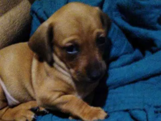 Cachorro ra a vira-lata c/ basset idade Abaixo de 2 meses nome Luna
