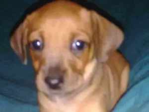 Cachorro raça vira-lata c/ basset idade Abaixo de 2 meses nome Luna
