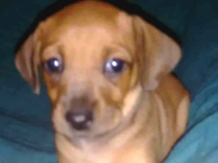 Cachorro ra a vira-lata c/ basset idade Abaixo de 2 meses nome Luna