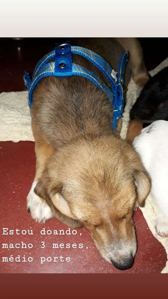 Cachorro ra a SRD idade 2 a 6 meses nome Sem nome