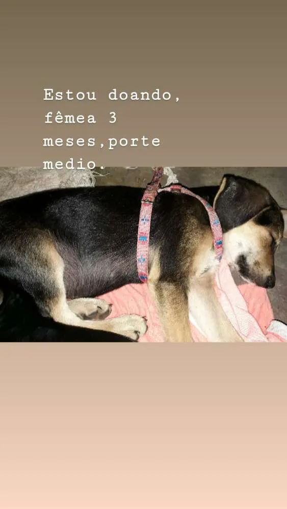 Cachorro ra a SRD idade  nome Sem nome