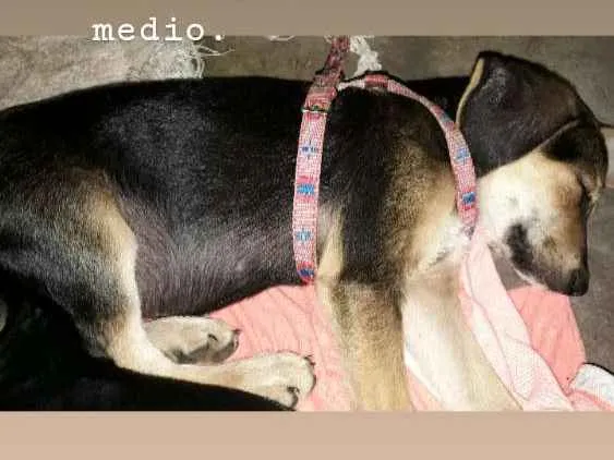 Cachorro ra a SRD idade  nome Sem nome