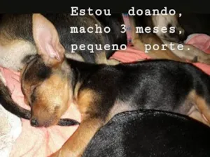 Cachorro raça SRD idade 2 a 6 meses nome Sem nome