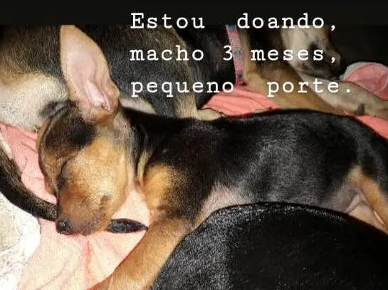 Cachorro ra a SRD idade 2 a 6 meses nome Sem nome