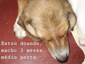 Cachorro raça SRD idade 2 a 6 meses nome Sem nome