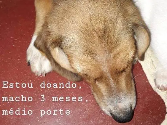 Cachorro ra a SRD idade 2 a 6 meses nome Sem nome