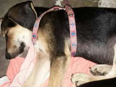 Cachorro ra a SRD idade  nome Sem nome