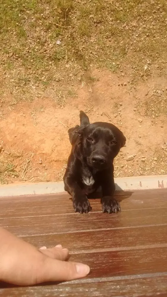 Cachorro ra a Vira lata com Pastor alemão idade 2 anos nome Spoker