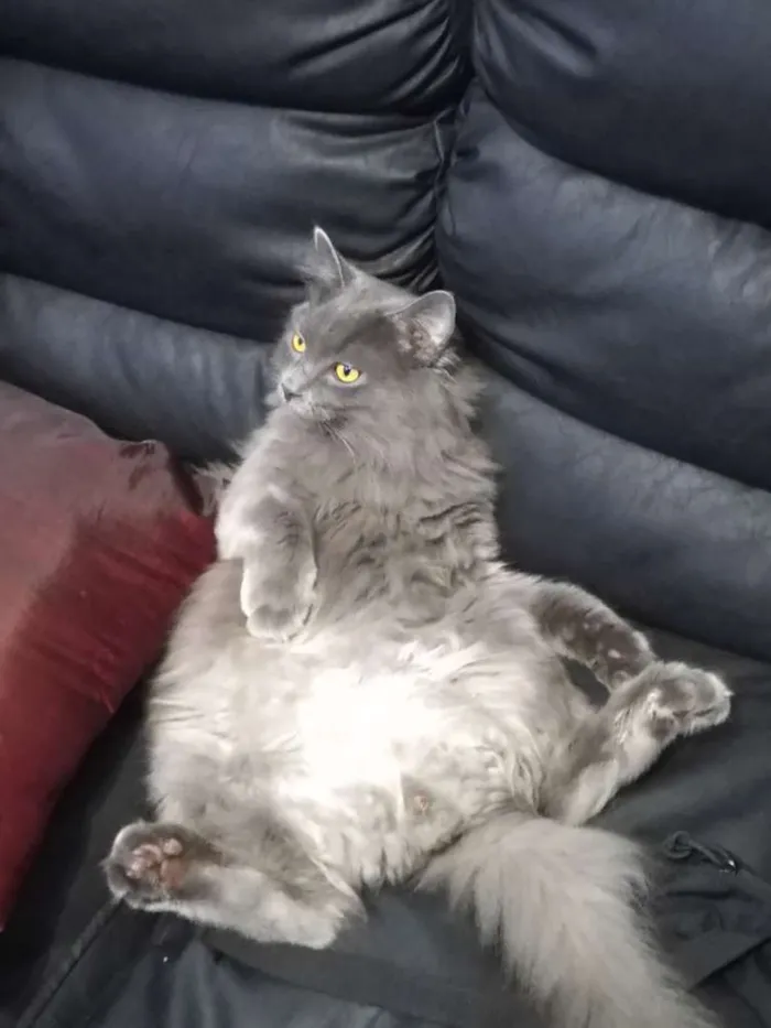 Gato ra a Angorá idade 1 ano nome Bambam