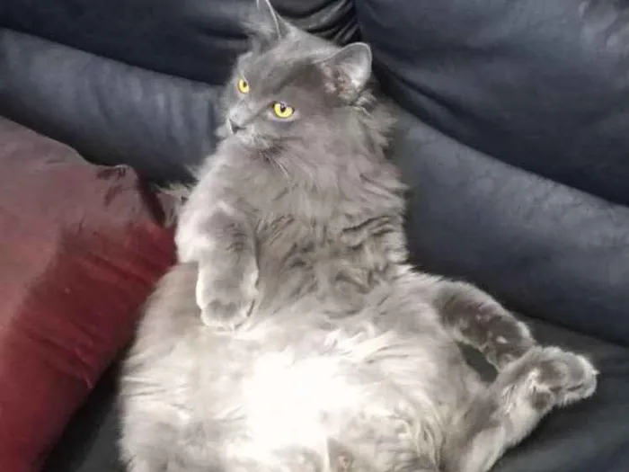 Gato ra a Angorá idade 1 ano nome Bambam