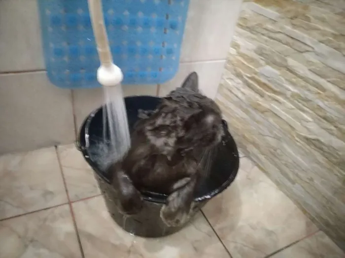 Gato ra a Angorá idade 1 ano nome Bambam