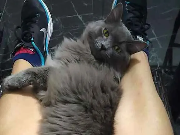 Gato ra a Angorá idade 1 ano nome Bambam
