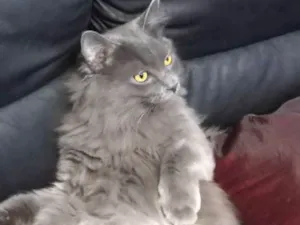 Gato raça Angorá idade 1 ano nome Bambam
