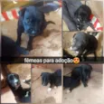 Filhotes