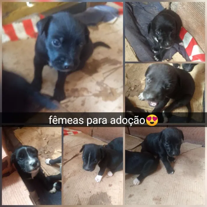 Cachorro raça Srd idade Abaixo de 2 meses nome Filhotes