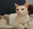 Ágatha