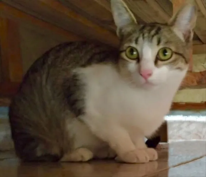 Gato ra a SRD idade 2 a 6 meses nome Alice