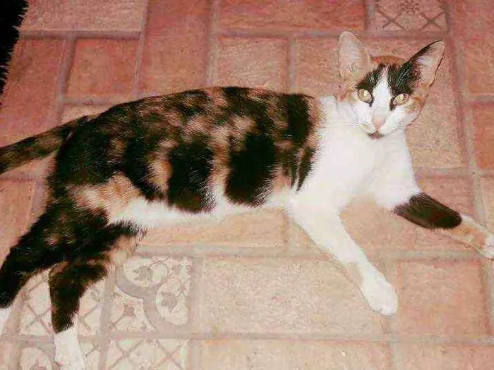 Gato ra a Sem raça  idade 2 anos nome Guania 