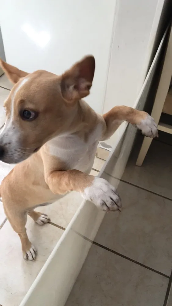 Cachorro raça Mestiço idade 2 a 6 meses nome Pérola 