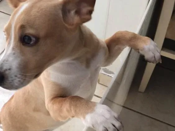 Cachorro raça Mestiço idade 2 a 6 meses nome Pérola 