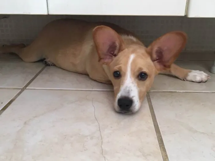 Cachorro raça Mestiço idade 2 a 6 meses nome Pérola 
