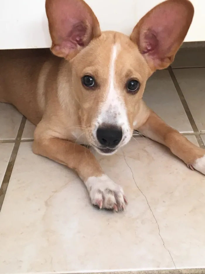 Cachorro raça Mestiço idade 2 a 6 meses nome Pérola 