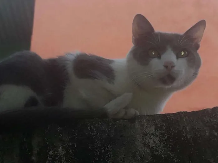 Gato ra a Vira lata idade 2 anos nome Morgado