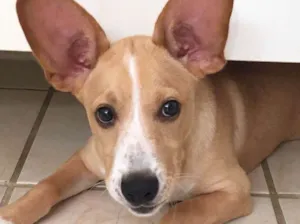 Cachorro raça Mestiço idade 2 a 6 meses nome Pérola 
