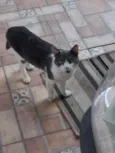 Morgado