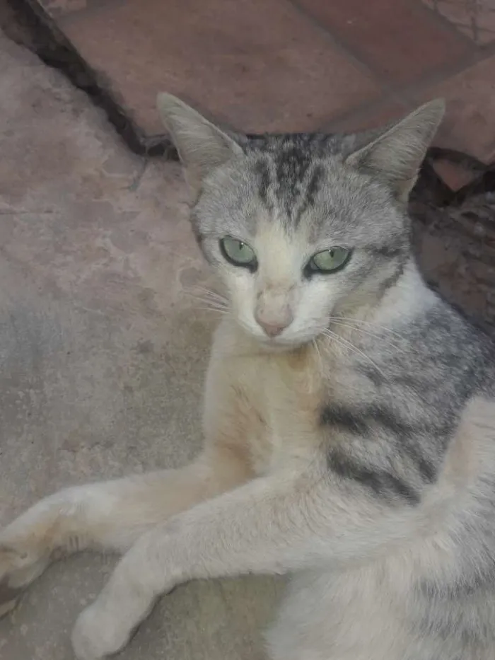 Gato ra a Vira lata idade 3 anos nome Sem nome