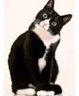 Fifi 