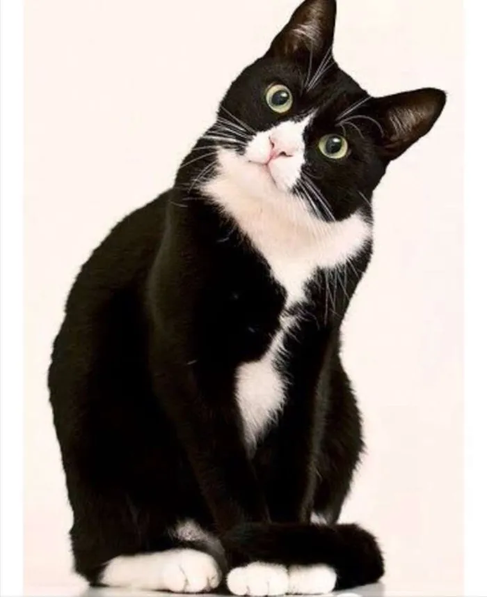 Gato ra a SRD  idade 1 ano nome Fifi 