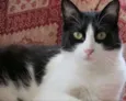 Nico 