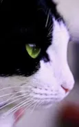 Nilo 