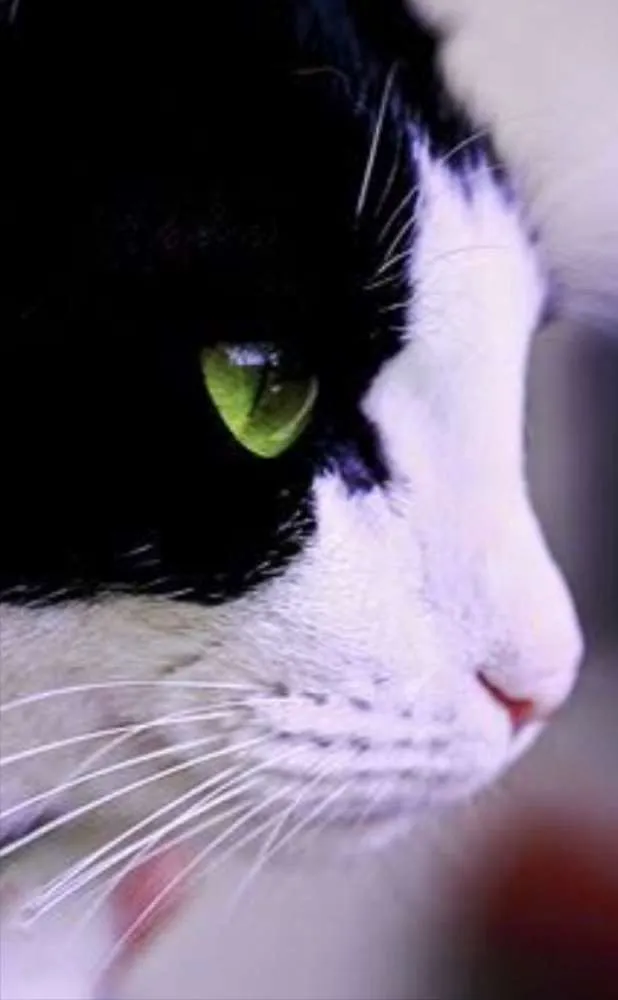 Gato ra a SRD  idade 1 ano nome Nilo 
