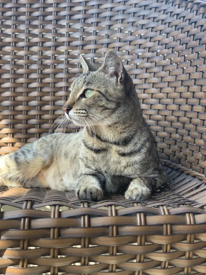 Gato ra a  idade 5 anos nome Super Negocy