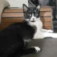 Arya